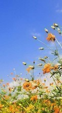 Цветы, Небо, Растения для Motorola Milestone