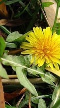 Цветы, Одуванчики, Растения для Sony Xperia Z1