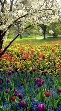 Цветы,Пейзаж для Sony Xperia Miro ST23i