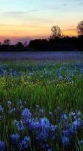 Цветы,Пейзаж,Поля для LG G3