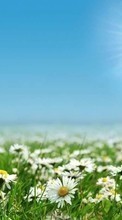 Цветы, Пейзаж, Поля, Ромашки, Солнце для HTC Desire 816G