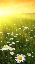 Цветы, Пейзаж, Растения, Ромашки, Солнце для Nokia 130