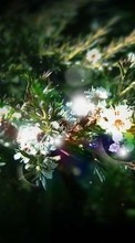 Цветы, Растения для LG Optimus Me P350
