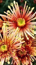 Цветы, Растения для Motorola FIRE