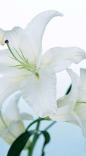 Цветы, Растения для Sony Xperia M5
