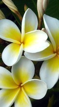 Цветы, Растения для HTC Desire 626