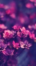 Цветы, Растения для Samsung Galaxy Win Pro