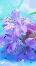 Цветы, Растения для LG Optimus G Pro