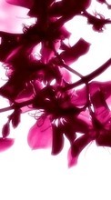 Цветы, Растения для Sony Xperia Z1 Compact