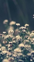 Цветы, Растения для HTC Desire 600