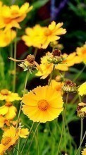 Цветы,Растения для Meizu MX4