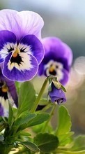 Цветы,Растения для Huawei Honor 7 Premium