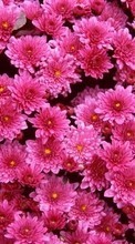Цветы,Растения для Huawei Honor 7 Premium
