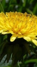Цветы,Растения для Sony Xperia M4 Aqua