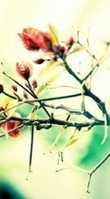 Цветы,Растения для Samsung Galaxy A5