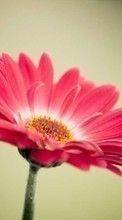 Цветы,Растения для OnePlus Two