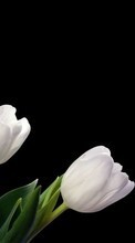 Цветы,Растения для LG G4s