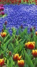 Цветы,Растения для Sony Xperia ZL