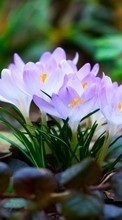Цветы,Растения для Samsung Galaxy Grand Prime