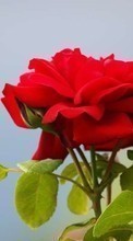 Цветы, Растения, Розы для Meizu MX4 Pro