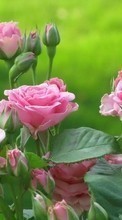 Новые обои 1024x768 на телефон скачать бесплатно: Цветы, Растения, Розы.