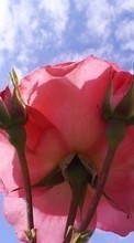 Цветы, Растения, Розы для LG Pop GD510