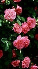 Цветы, Растения, Розы для Acer CloudMobile S500