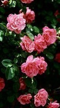 Цветы, Растения, Розы для Sony Xperia E4