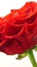 Цветы, Растения, Розы для BlackBerry Bold 9000
