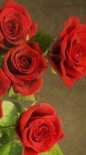 Цветы, Растения, Розы для Sony Ericsson Xperia X10 mini