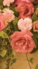 Цветы, Растения, Розы для Nokia E71