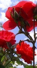 Новые обои на телефон скачать бесплатно: Растения, Розы, Цветы.