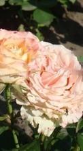 Новые обои 540x960 на телефон скачать бесплатно: Цветы, Растения, Розы.