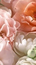 Цветы, Растения, Розы для Samsung Galaxy Pocket 2