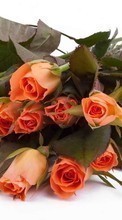Цветы, Растения, Розы для Samsung Wave 723