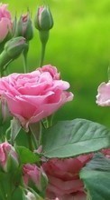 Цветы, Растения, Розы для BlackBerry Bold 9700