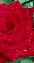Цветы,Растения,Розы для Sony Xperia C3