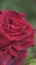 Цветы,Растения,Розы для LG G3