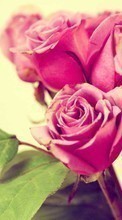 Цветы,Растения,Розы для Nokia Asha 305