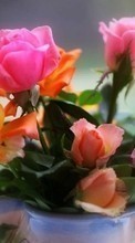 Новые обои на телефон скачать бесплатно: Цветы,Растения,Розы.