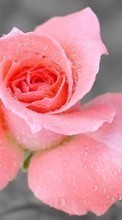 Цветы,Растения,Розы для HTC ChaCha