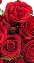 Цветы,Растения,Розы для OnePlus Two