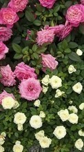 Цветы,Растения,Розы для LG G4s