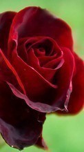 Цветы,Растения,Розы для Samsung Star 3 s5220