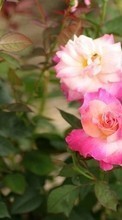 Новые обои 320x240 на телефон скачать бесплатно: Цветы, Растения, Розы.