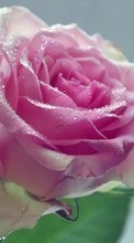 Цветы,Растения,Розы для Samsung Galaxy S2 Plus