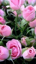 Цветы,Растения,Розы для Samsung S8003