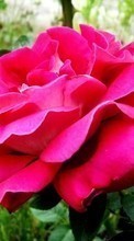Цветы, Растения, Розы для LG P500 Optimus One