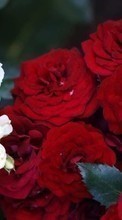 Новые обои 240x400 на телефон скачать бесплатно: Цветы, Растения, Розы.