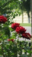 Новые обои 320x240 на телефон скачать бесплатно: Цветы, Растения, Розы.